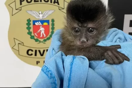 TRÁFICO NA REDE: CRIMINOSOS VENDEM ESPÉCIES AMEAÇADAS DE EXTINÇÃO EM GRUPOS ON-LINE