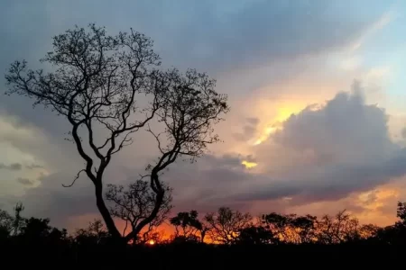 CERRADO VÊ DESTRUIÇÃO AVANÇAR EM MEIO À “PRIORIZAÇÃO” DA AMAZÔNIA