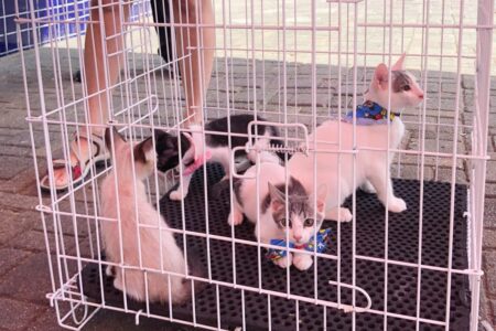 JULHO COMEÇARÁ COM FEIRA DE ADOÇÃO DE ANIMAIS EM MESQUITA