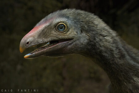 RÉPTIL BRASILEIRO INDICA QUE DINOSSAUROS E PTEROSSAUROS EVOLUÍRAM ENTRE DIVERSOS PRECURSORES