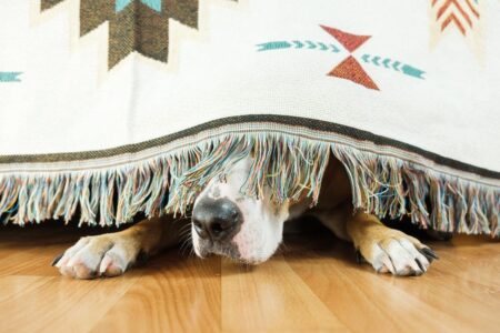 RÉVEILLON: 6 DICAS PARA PROTEGER OS PETS DO BARULHO DA QUEIMA DE FOGOS