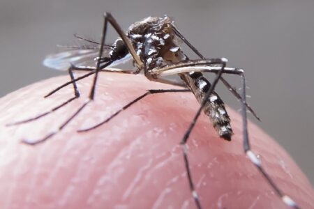 RIO CONFIRMA SEGUNDA MORTE POR DENGUE; DOENÇA MATOU 4 PESSOAS NO ESTADO