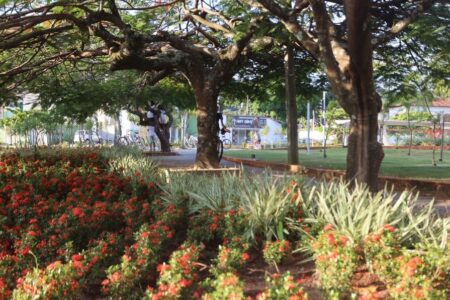 CIDADE DAS ÁRVORES: PROJETO ARBORIBUS MAPEIA E REGISTRA A FLORA DE NITERÓI