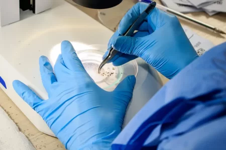 RIO FAZ NOVA SOLTURA DE MOSQUITOS USADOS NO COMBATE À DENGUE