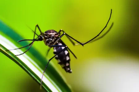BRASIL SE APROXIMA DE 6 MILHÕES DE CASOS E 4 MIL MORTES POR DENGUE