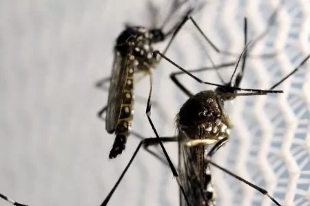 DENGUE REGISTRA AUMENTO DE 400% NO BRASIL EM 2024 EM COMPARAÇÃO A 2023 