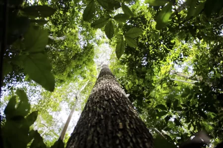 CNJ ABRE SEMANA NACIONAL DE REGULARIZAÇÃO FUNDIÁRIA NA AMAZÔNIA