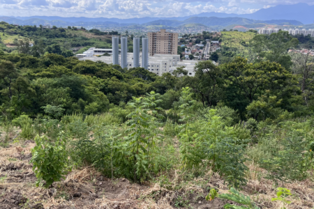NOVA IGUAÇU PROMOVE AÇÃO DE REFLORESTAMENTO NO MACIÇO GERICINÓ-MENDANHA