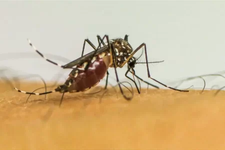 BRASIL ULTRAPASSA 1 MILHÃO DE CASOS PROVÁVEIS DE DENGUE EM 2025